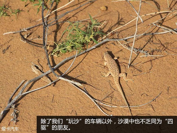哈弗沙漠挑战游记