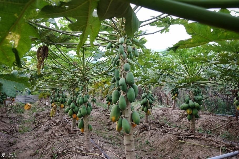 只吃过木瓜,还真没见过这个水果是怎么生长的,所以,第一眼看到木瓜时