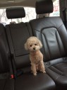 2012��µ�Q73.0TDI ר����