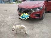 2018��SWM˹��G011.5T �Զ���up