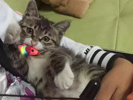 ＝＝瘦小枯干到肥猫养成记＝＝！
