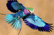 追寻世界最奇特最美的20种鸟
