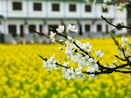 续游贵州金海雪山