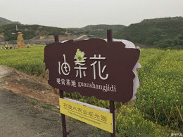 油菜花开，蝶蜂漫舞，驱大白上山，赏田园风光