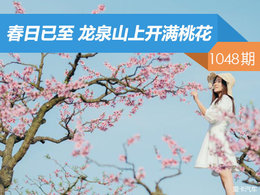 【社区日报】第1048期：春日已至 龙泉山上开满桃花